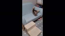 Is he a dog or a wolf