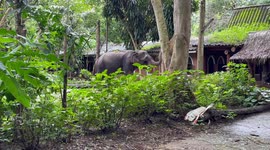 Lonely elephant kept in jungle at tourist resort in Thailand