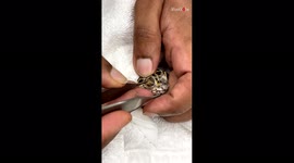 'Intriguing scene of a gecko getting his eyecap peeled off '