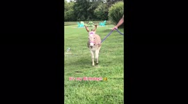 Birthday Donkey struts her stuff with her princess Tierra