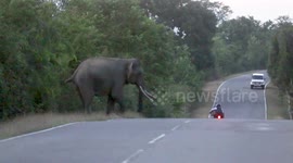 Aggressive wild elephants chase cars on Sri Lanka road