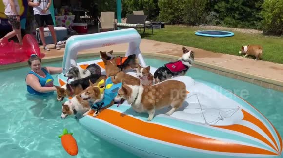 Corgis celebrate Easter with an epic pool party with treat-eating contest