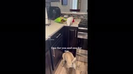 Generous cockatoo shares chips with doggy friends in Florida