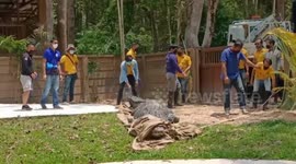 Huge 16ft long crocodile that outgrew his pool is moved to bigger home