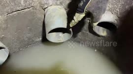 Shocked Buddhist monk finds huge king cobra in the toilet