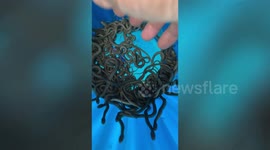 Hundreds of baby snakes swept into flooded sewer rescued in Thailand