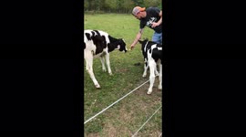 ''Feeding Fail!' Hungry bull calf injures man by striking him between the legs 
'