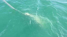 UK tourist reels in rare 13ft sawfish during fishing trip in Florida