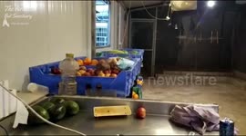 Cheeky bat manages to snatch and fly off with apple at sanctuary in Israel