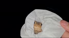 Rescued Frog gets a new home at a large pond and goes back into the wild