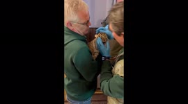 Inspection of tiger cubs in the zoo of the DPR by employees of the Moscow Zoo