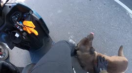 Friendly dog seeks attention from motorists at traffic lights (Dashcam Video)