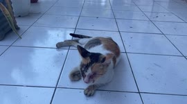 Abandoned Cat with Wounded Face and Blind Eyes in Makassar City