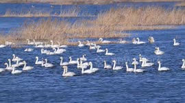 Whooper Swans Swimming At Yanghe River In Zhangjiakou, China