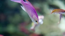 Beautiful polychromatic coral fish are colorful for a specific reason