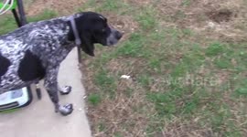 Dogs playing in the backyard on a sunny day