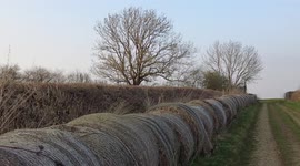 Sneaking up on birds in a tree fail they all fly away! was trying to get footage of them roosting in position