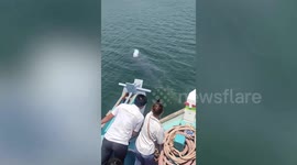 Tourists have close encounter with huge Bryde's whale spraying water from its blowhole