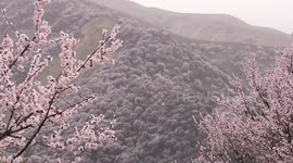 Drone footage captures beautiful valley of blossoming apricot flower in China