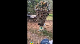 Workers in Vietnam carry baskets loaded with 200kg of pineapples onto trucks