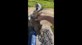 That's nuts! US woman forms touching bond with wild squirrel that sits on her lap