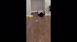 Rottweiler patiently plays pretend with 3-year-old in Florida