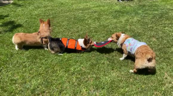 Cute corgis playing keep away with a frisbee in the grass