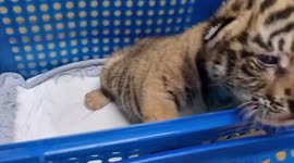 Four-month-old tiger cub being sold for 12,000 USD rescued in Thailand