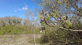 Lady bird on a new budding tree. Spring 2022. A propeller plane can be heard overhead along with bird song