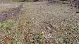 A bee collecting nectar on a dandelion. Sunny day nature Bee fly's away at end
