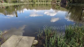 A large fish surfaces and is seen raising its head out of the water at Asfordby pump station near melton mowbray.