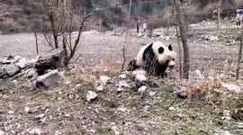 Wild giant panda wanders into village in southern China