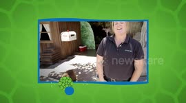 Soaking Up the Sun and Swimming Is All That’s On The Agenda For This Beaver