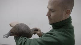 Have You Ever Wondered What the Deadliest Part of a Platypus Is?