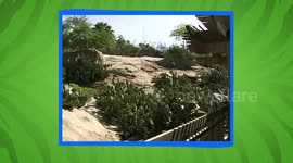 Be merry with this funny little lamb