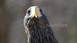 An Amazing Story of Recovery For This Bald Eagle After a Very Serious Wing Injury
