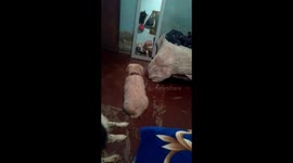 ¡¡PERRO LADRA A SU PROPIO REFLEJO!! 