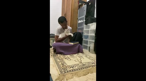 6 Months Old White Persian Cat Wants To Play With Her Father