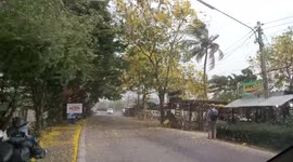 Sudden windy storm blows yellow blossoms and twigs twigs from trees onto the roof of my car.