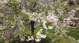 White flowering cherry blossom tree at Marble Arch, London, UK