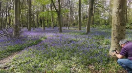 Bluebells For Easter Sunday