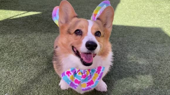 Corgis go on Easter Egg hunt and get baskets filled with treats
