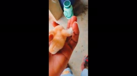 How a newly hatched chick behave