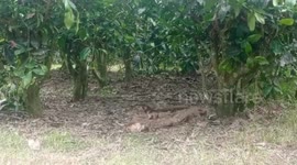 Two wildcat kittens rescued from tea garden in eastern India