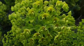 Funny Plant That Looks Like It Has Eyes