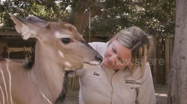 Social introductions are big step for newborn giant eland