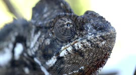 Change your colors with one of the largest chameleons on earth