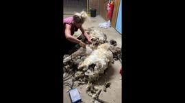 Sheep weighed down by almost 40kg of wool undergoes incredible makeover