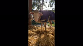 Sheep weighed down by SIX STONE of wool undergoes incredible makeover in viral video. Part Two