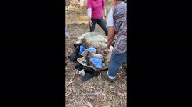 Sheep weighed down by SIX STONE of wool undergoes incredible makeover in viral video. Part Three